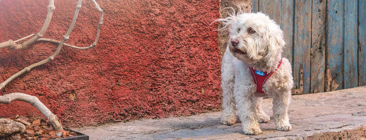 Fluffy white dog wearing a red harness with blue led lights