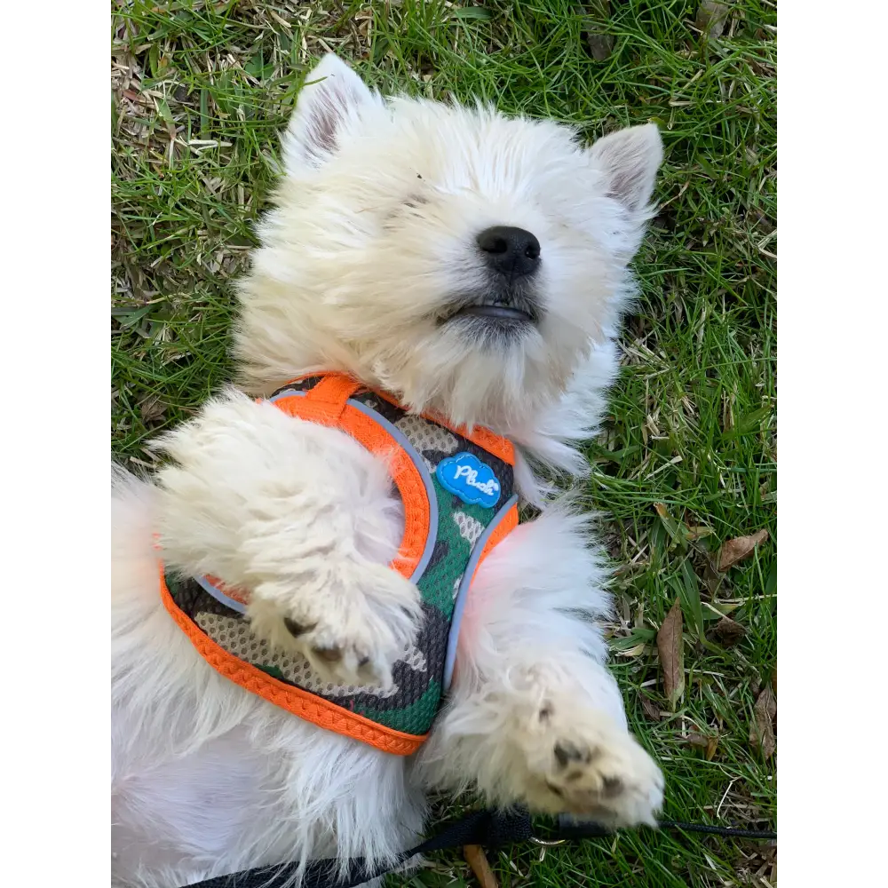 Plush Step In Air Mesh Harness - Camo/Orange - Step In Harness