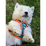 Plush Step In Air Mesh Harness - Camo/Orange - Step In Harness