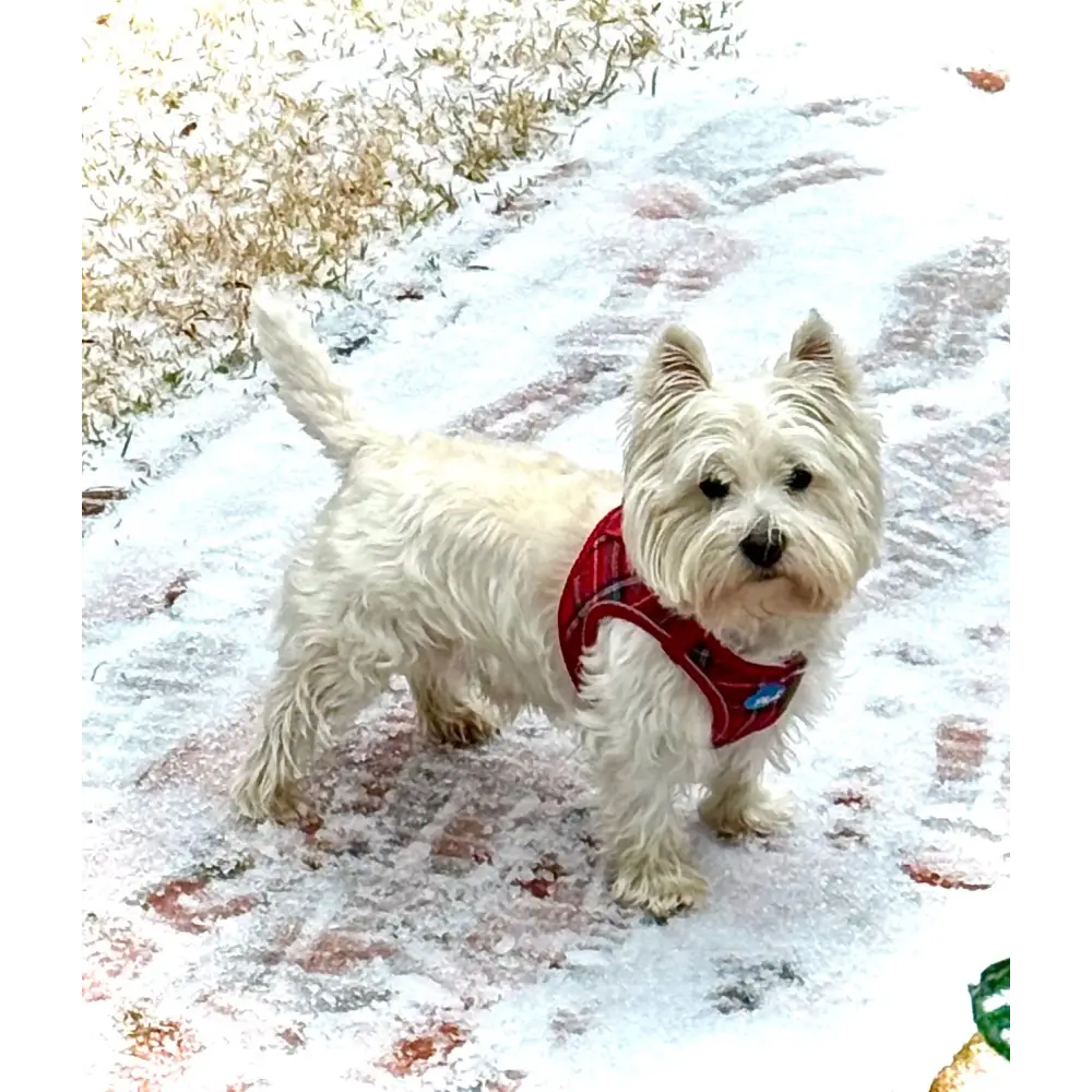 Plush Step In Harness Plaid Red - Step In Harness