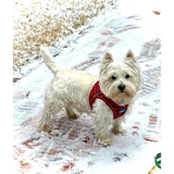 Plush Step In Harness Plaid Red - Step In Harness